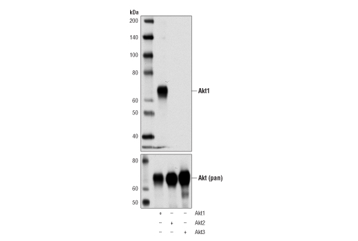 Western Blotting Image 2: Akt1 (D9R8K) Rabbit Monoclonal Antibody