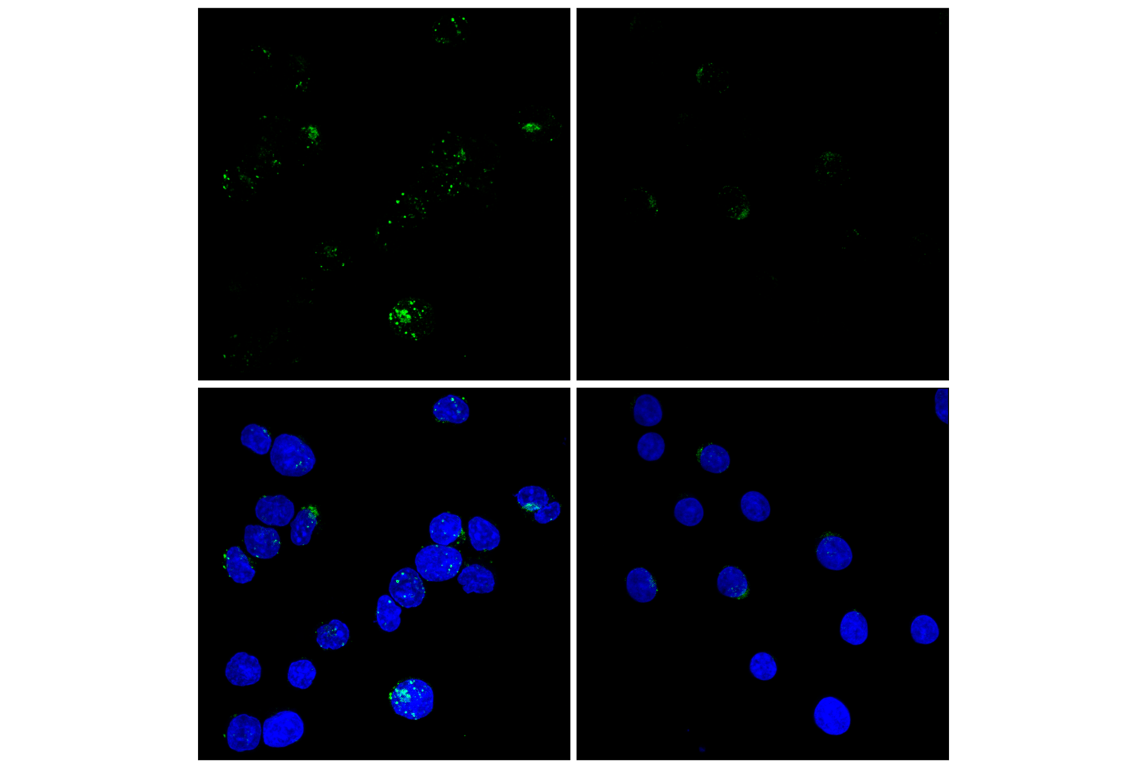 Immunofluorescence Image 1: Granzyme B (D2H2F) Rabbit Monoclonal Antibody