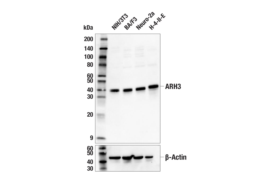 Western Blotting Image 2: ARH3 (E8A6G) Rabbit Monoclonal Antibody