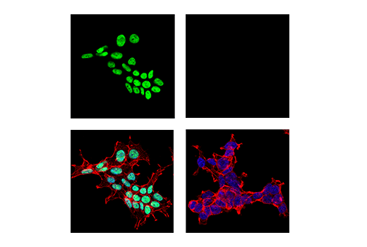 Immunofluorescence Image 1: HDGF (E3P7K) Rabbit Monoclonal Antibody