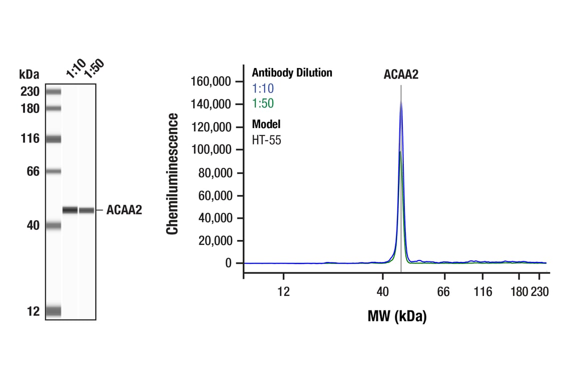 Western Blotting Image 1: ACAA2 (F4Y9U) Rabbit Monoclonal Antibody