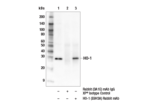 Immunoprecipitation Image 1: HO-1 (E9H3A) Rabbit Monoclonal Antibody