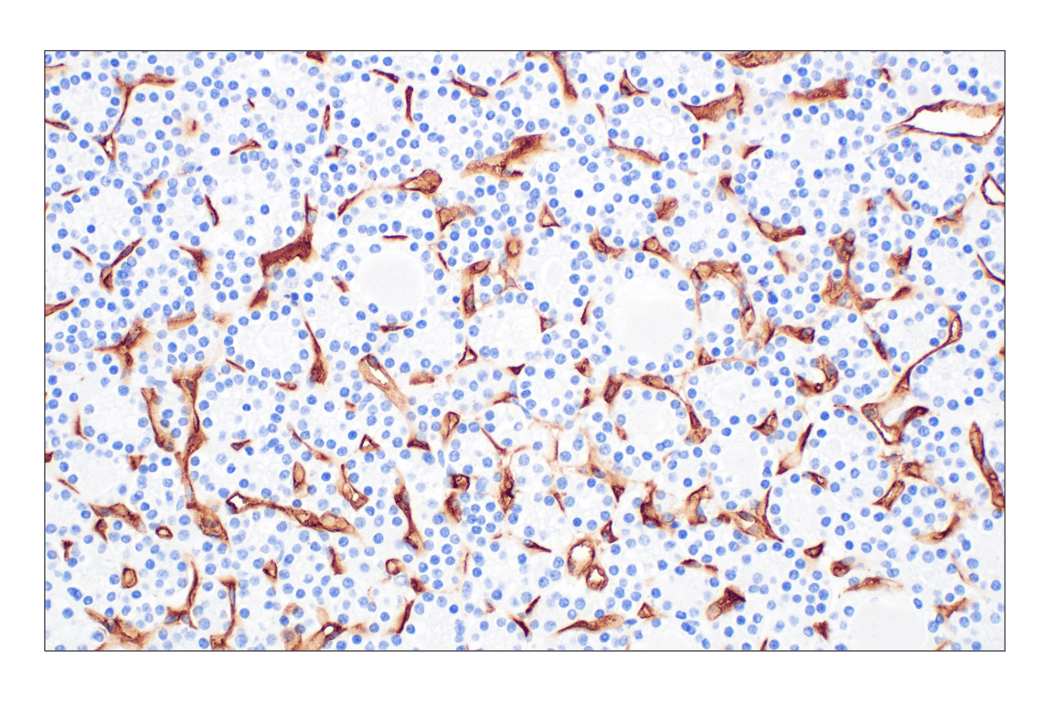 Immunohistochemistry Image 8: CD34 (QBEND/10) Mouse Monoclonal Antibody