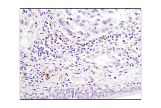 Immunohistochemistry Image 3: GITR (D9I9D) Rabbit mAb (BSA and Azide Free)