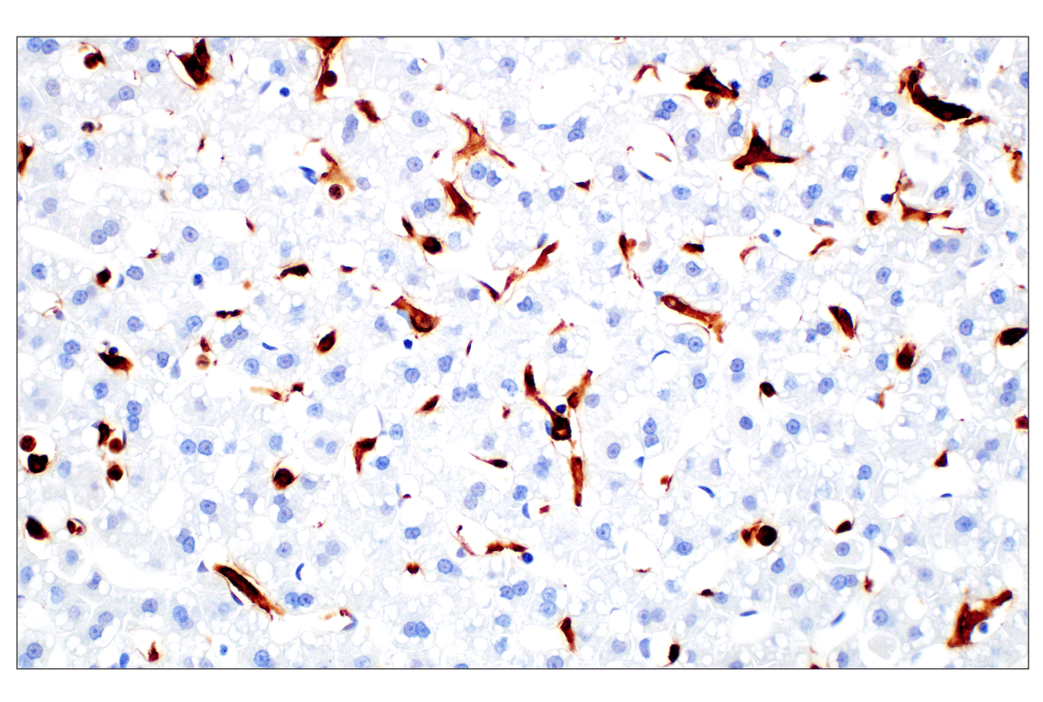 Immunohistochemistry Image 11: Iba1/AIF-1 (E4O4W) Rabbit Monoclonal Antibody (BSA and Azide Free)