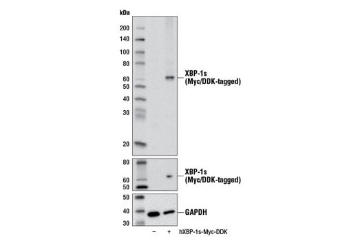 Western Blotting Image 2: XBP-1s (D2C1F) Rabbit Monoclonal Antibody