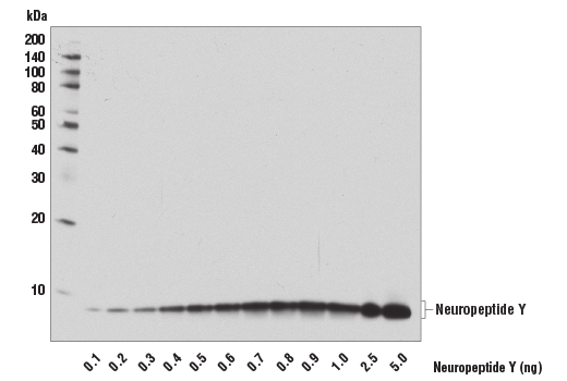 Western Blotting Image 2: Neuropeptide Y (D7Y5A) Rabbit Monoclonal Antibody (BSA and Azide Free)