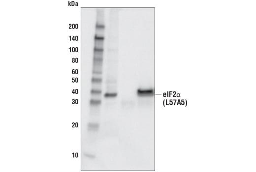 Immunoprecipitation Image 1: eIF2 alpha (D7D3) Rabbit Monoclonal Antibody