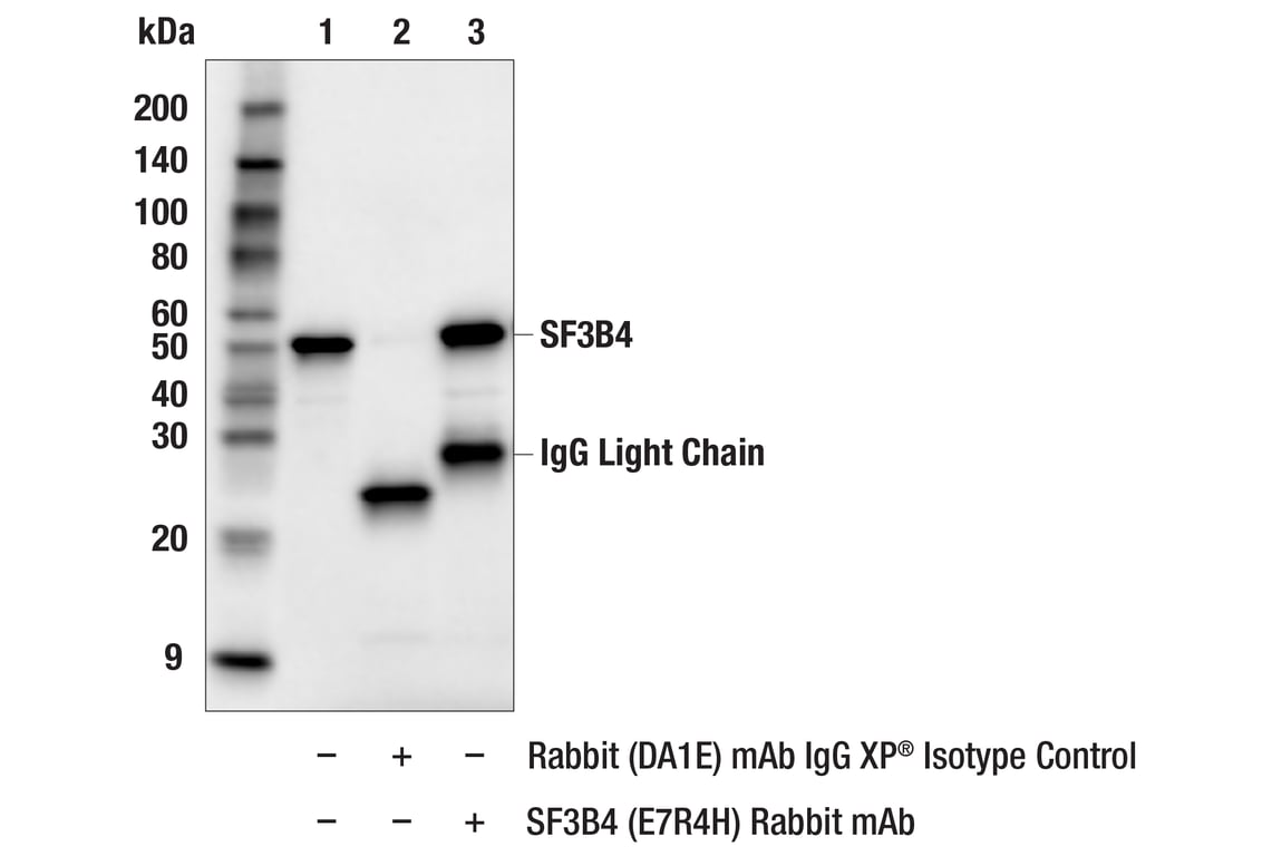 Immunoprecipitation Image 1: SF3B4 (E7R4H) Rabbit Monoclonal Antibody