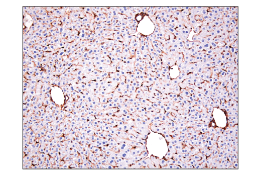Immunohistochemistry Image 4: CRMP-2 (D8L6V) Rabbit Monoclonal Antibody