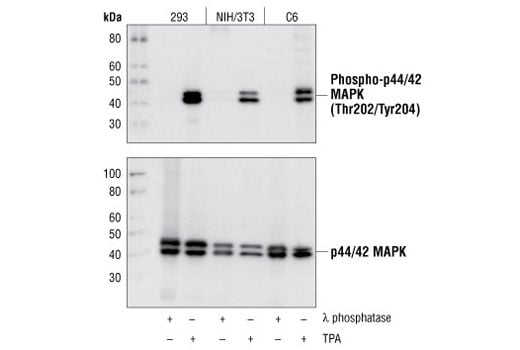 Western Blotting Image 2: Phospho-p44/42 MAPK (Erk1/2) (Thr202/Tyr204) (D13.14.4E) Rabbit Monoclonal Antibody