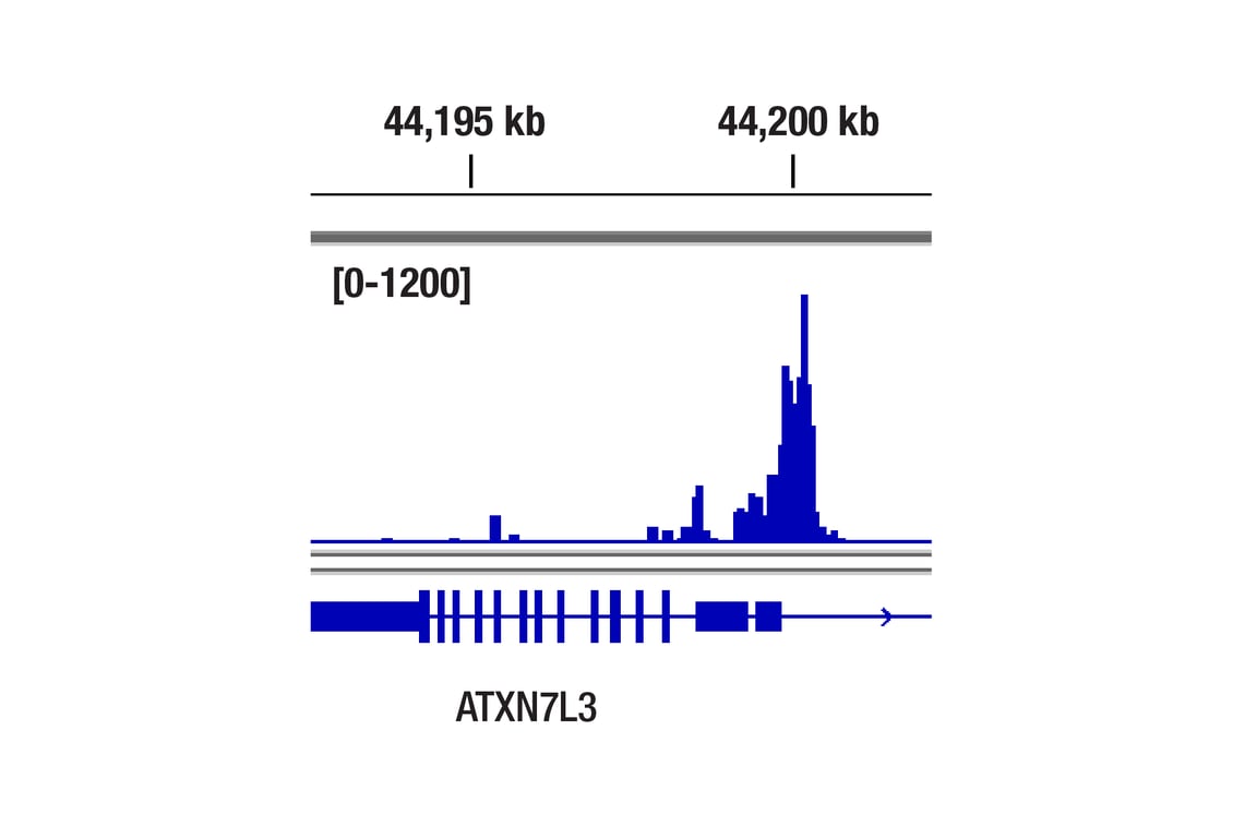 CUT & Tag Image 1: ETS-1 (D8O8A) Rabbit Monoclonal Antibody