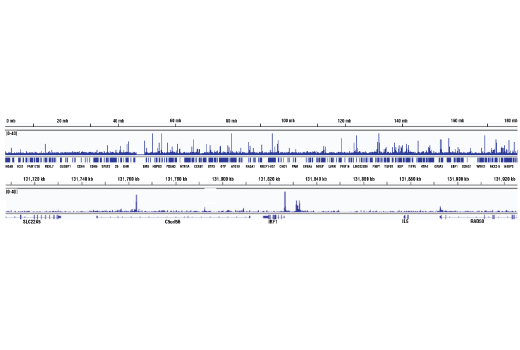undefined Image 27: Stat Antibody Sampler Kit II