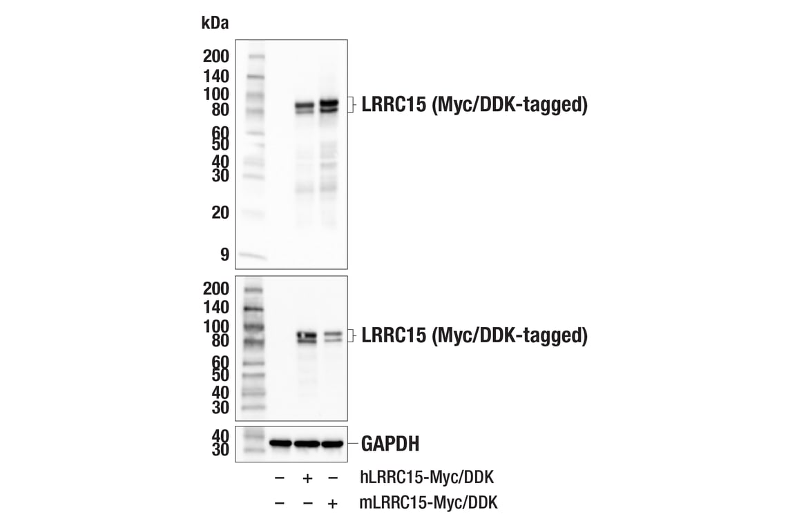 Western Blotting Image 2: LRRC15 (E4X8J) Rabbit Monoclonal Antibody