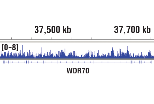 Chromatin Immunoprecipitation Image 1: Mono-Methyl-Histone H3 (Lys36) (D9J1D) Rabbit Monoclonal Antibody
