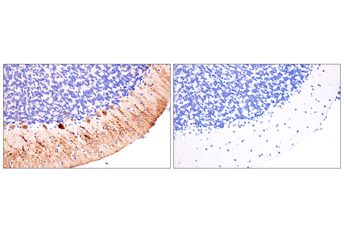 Immunohistochemistry Image 1: PPP1R17 (F3O5C) Rabbit Monoclonal Antibody