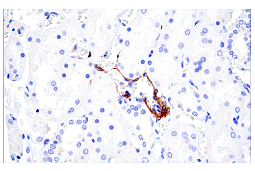 Immunohistochemistry Image 5: NG2/CSPG4 (E3B3G) Rabbit Monoclonal Antibody