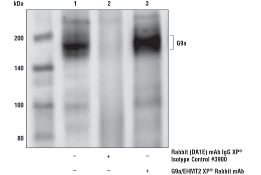 Immunoprecipitation Image 1: G9a/EHMT2 (D5R4R) Rabbit Monoclonal Antibody