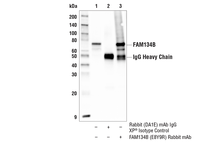 undefined Image 13: ER-phagy Cargo Receptor Antibody Sampler Kit