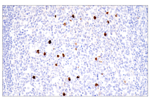 Immunohistochemistry Image 7: IgA (N1CLA) Mouse Monoclonal Antibody