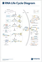 RNA Lifecycle diagram