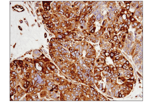 Immunohistochemistry Image 2: STING (D2P2F) Rabbit Monoclonal Antibody