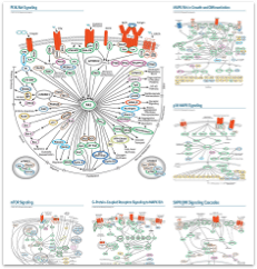 Hallmarks of Cancer Pathways