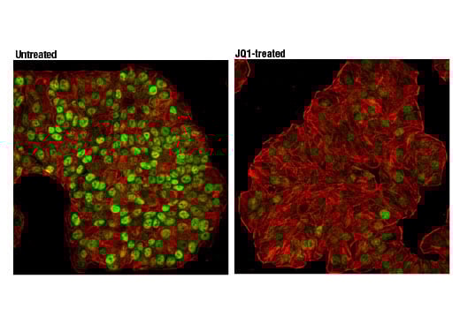 Immunofluorescence Image 1: c-Myc/N-Myc (D3N8F) Rabbit Monoclonal Antibody (BSA and Azide Free)