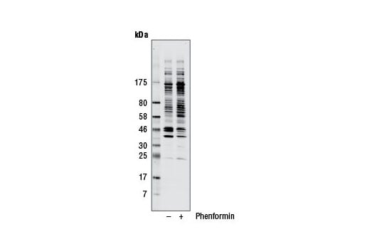 Western Blotting Image 2: Phospho-AMPK Substrate Motif [LXRXX(pS/pT) MultiMab<sup>®</sup> Rabbit Monoclonal Antibody mix