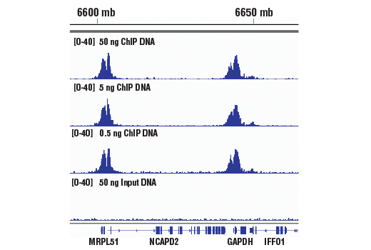 Chromatin Immunoprecipitation Image 2: DNA Library Prep Kit for Illumina Systems (ChIP-seq, CUT&RUN)