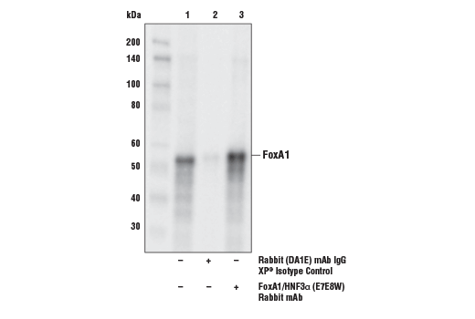 Immunoprecipitation Image 1: FoxA1/HNF3 alpha (E7E8W) Rabbit Monoclonal Antibody