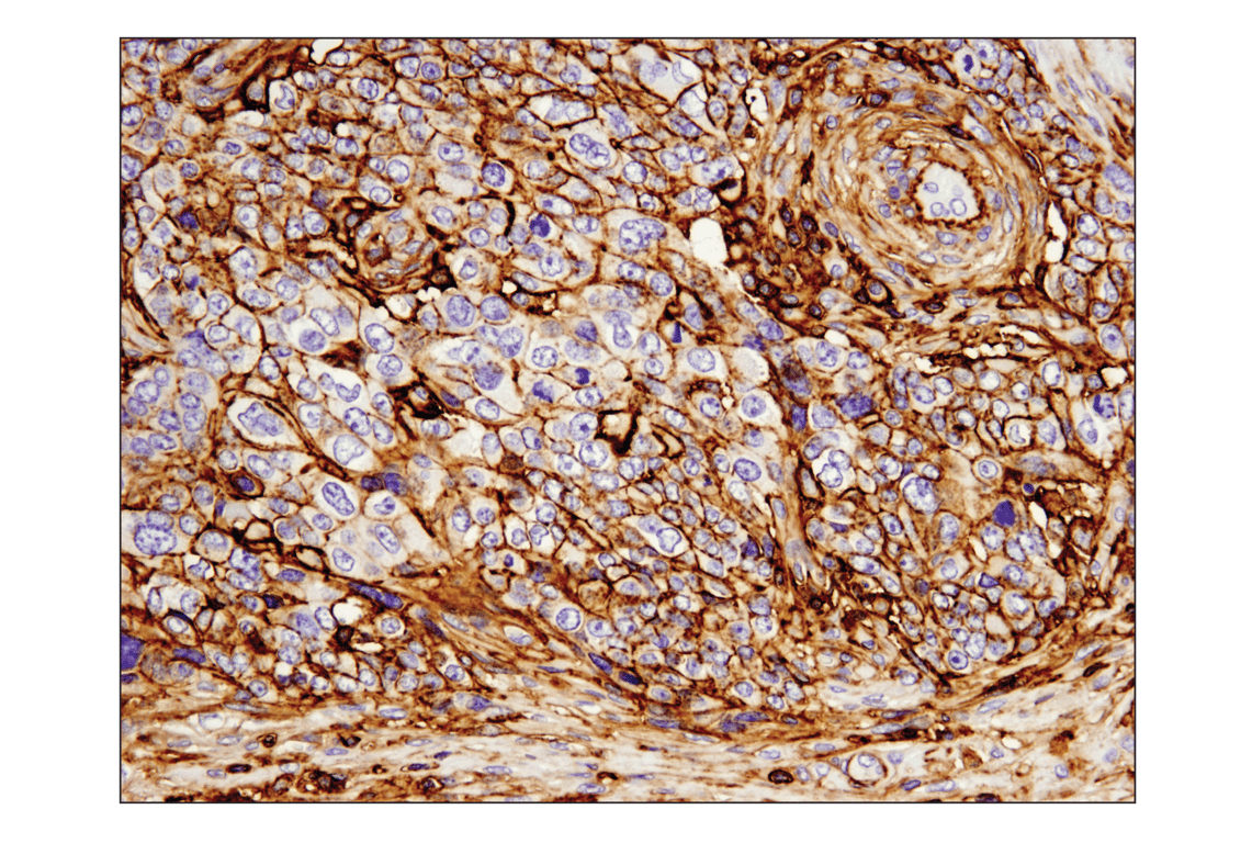 CD44 (E7K2Y) XP® Rabbit mAb (BSA and Azide Free) | Cell