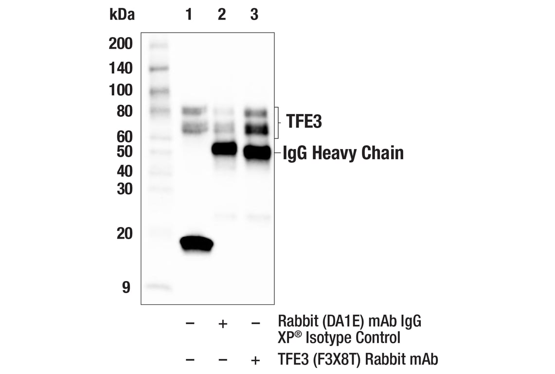 Immunoprecipitation Image 1: TFE3 (F3X8T) Rabbit Monoclonal Antibody