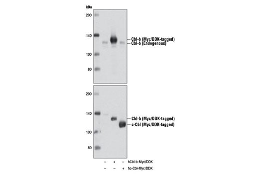 Western Blotting Image 2: Cbl-b (D3C12) Rabbit Monoclonal Antibody (Biotinylated)