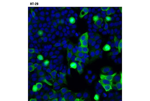Immunofluorescence Image 1: Cyclin B1 (D5C10) Rabbit Monoclonal Antibody (BSA and Azide Free)