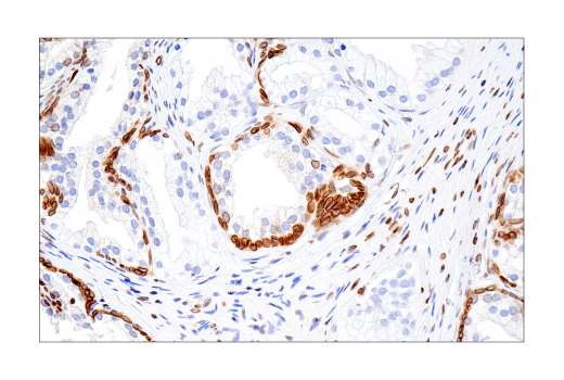 Immunohistochemistry Image 10: Lamin B1 (E6M5T) Rabbit Monoclonal Antibody