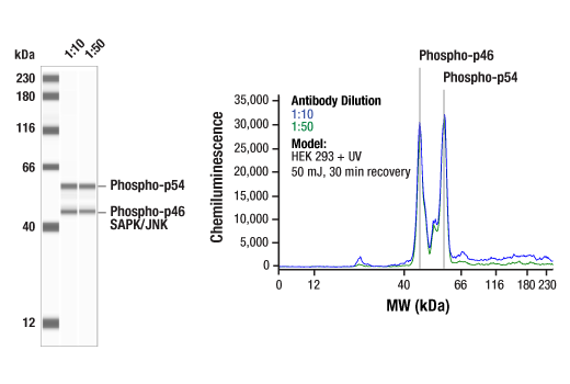 Western Blotting Image 1: Phospho-SAPK/JNK (Thr183/Tyr185) (81E11) Rabbit Monoclonal Antibody