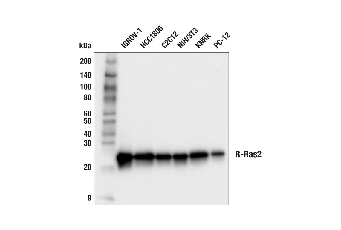 Western Blotting Image 4: R-Ras2 (F6T8H) Rabbit Monoclonal Antibody