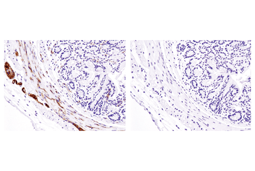 Immunohistochemistry Image 2: Phospho-Tau (Ser404) (D2Z4G) Rabbit Monoclonal Antibody (IHC/IF Formulated)