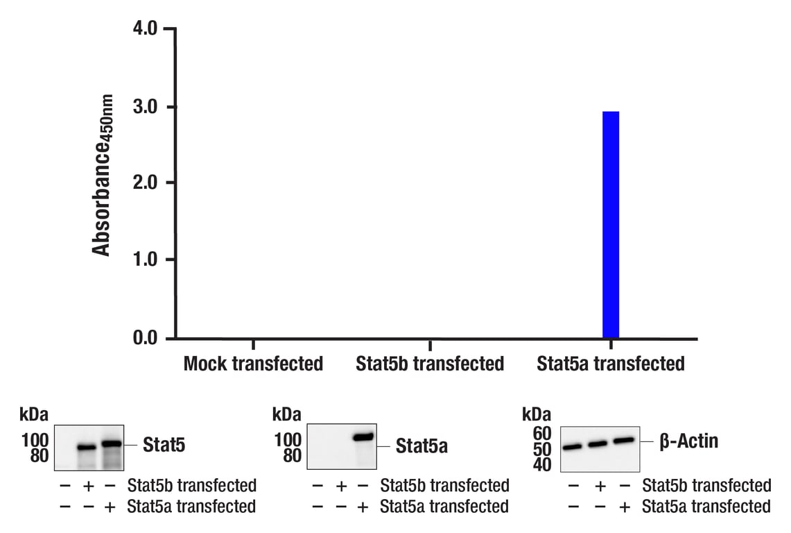 ELISA Image 2: PathScan<sup>®</sup> RP Total Stat5a Sandwich ELISA Kit