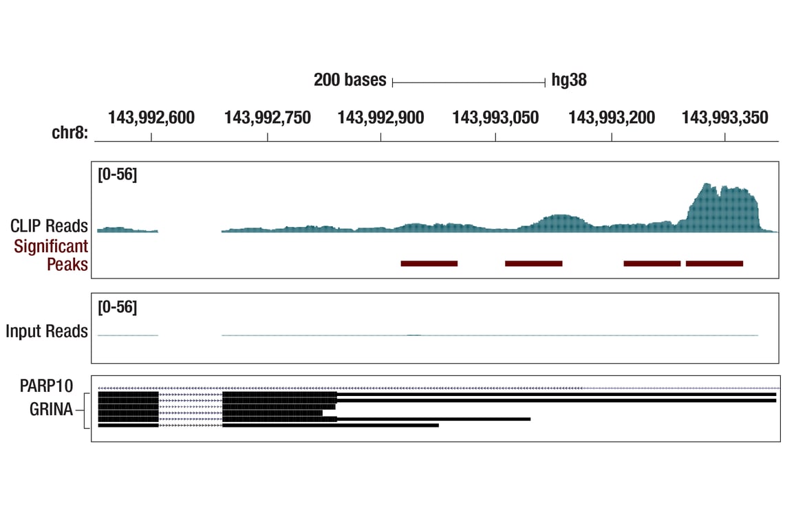 eCLIP Image 1: Asymmetric-Methyl-PABP1 (Arg455/Arg460) (C60A10) Rabbit Monoclonal Antibody