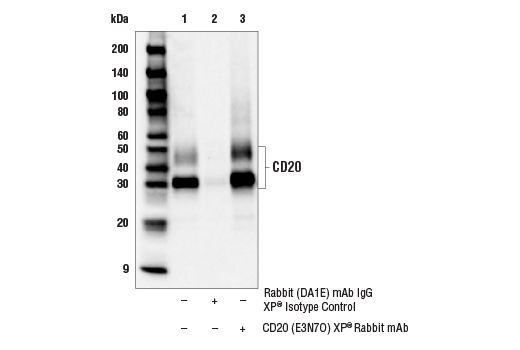 Immunoprecipitation Image 1: CD20 (E3N7O) Rabbit Monoclonal Antibody