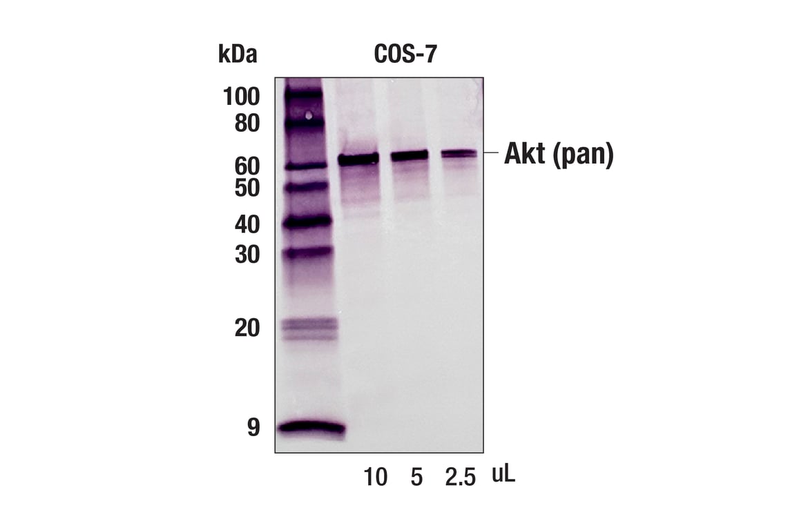 Western Blotting Image 2: Anti-rabbit IgG, AP-linked Antibody