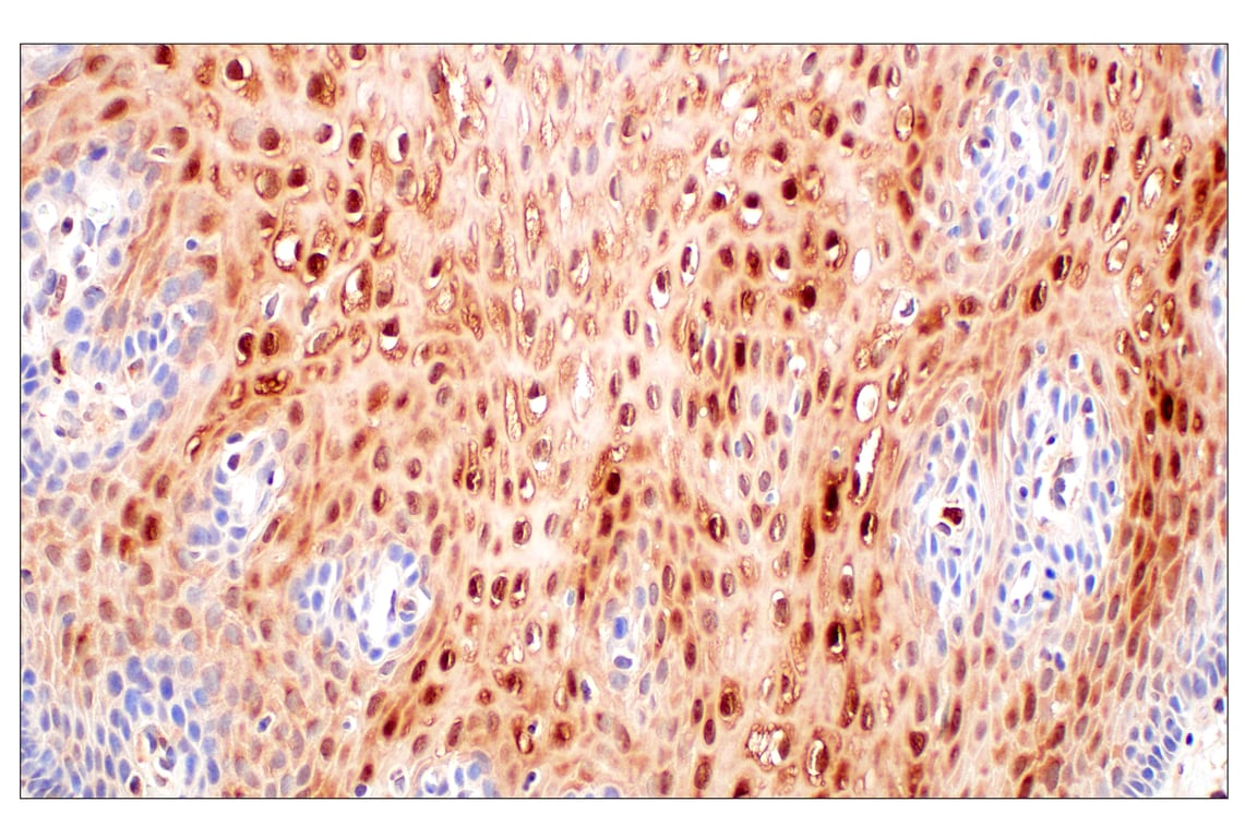 Immunohistochemistry Image 5: SerpinB1 (E4W7B) Rabbit Monoclonal Antibody (BSA and Azide Free)