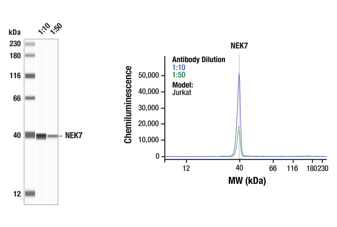 Western Blotting Image 1: NEK7 (E4E1B) Rabbit Monoclonal Antibody