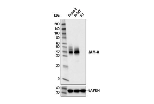 Western Blotting Image 2: JAM-A (E6Z7E) Rabbit Monoclonal Antibody