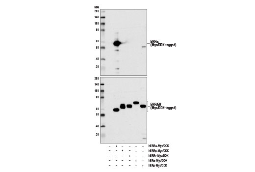 Western Blotting Image 3: ERR-alpha (E1G1J) Rabbit Monoclonal Antibody