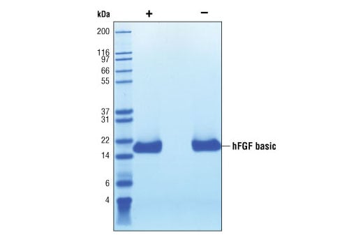 undefined Image 2: Human Basic Fibroblast Growth Factor (hFGF basic/FGF2)
