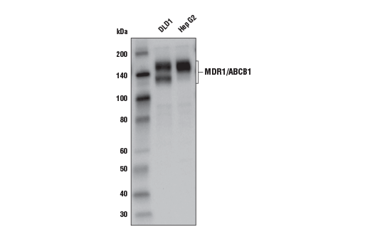 Western Blotting Image 1: MDR1/ABCB1 (E1Y7B) Rabbit mAb