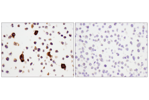 Immunohistochemistry Image 5: CD14 (D7A2T) Rabbit Monoclonal Antibody (BSA and Azide Free)
